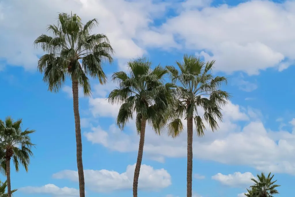 282 N Orchid Tree Lane, Palm Springs, California 92262 home-pic-40