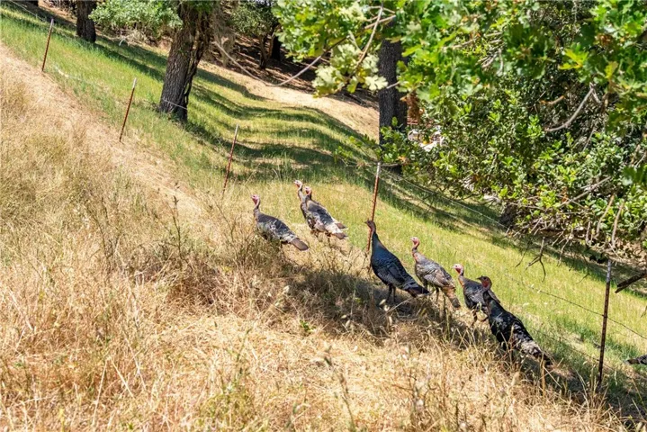 Teeming with wildlife.