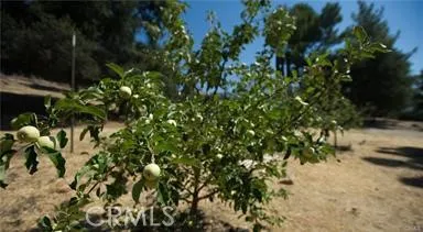 12145 Twin Springs Road, Descanso, California 91916 home-pic-12
