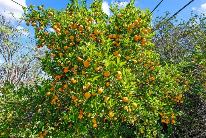 Kumquats