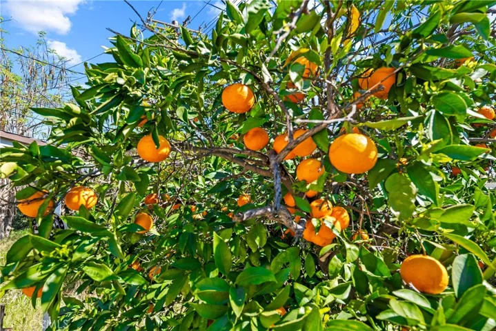 nectarines