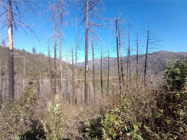 timber