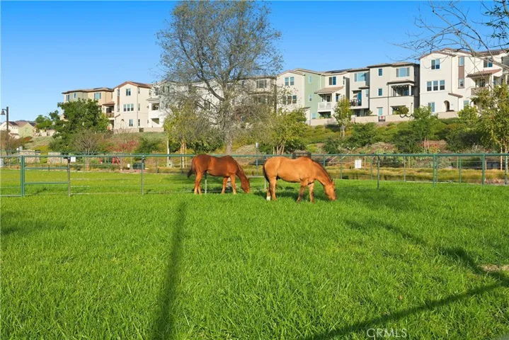 Neighborhood Horses