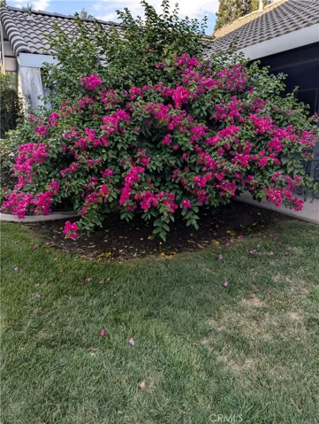 Flowers when they are in full bloom