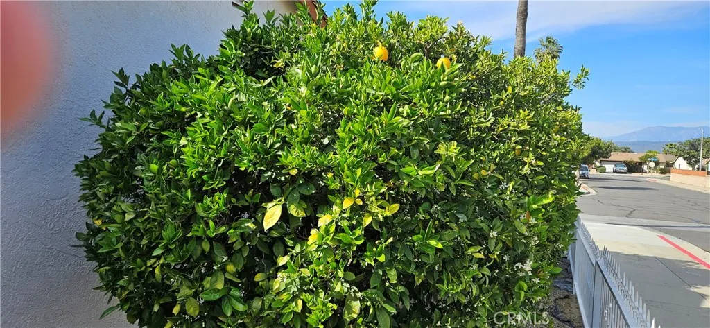 Citrus Tree