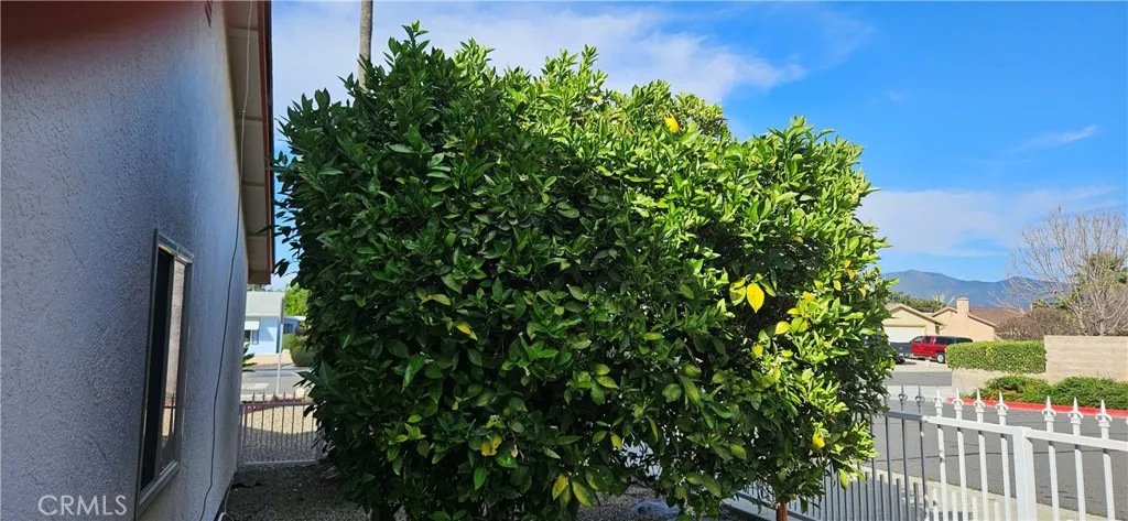 Citrus tree