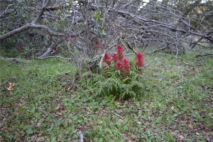 wild ferns scattered about