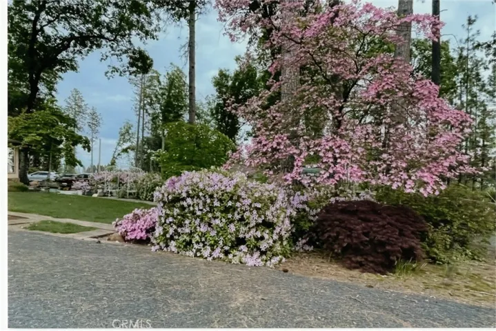 showing spring flowers