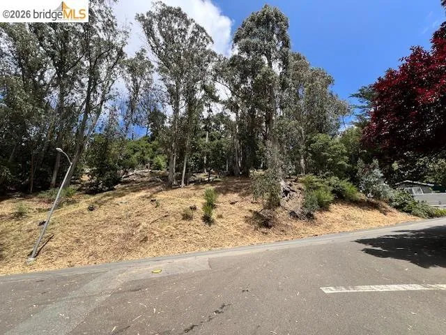 View of local wilderness
