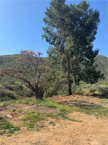 tree at approx 
SW corner