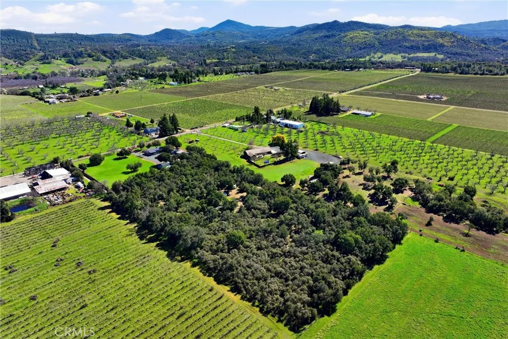 Trees for privacy or clear some areas for horses!