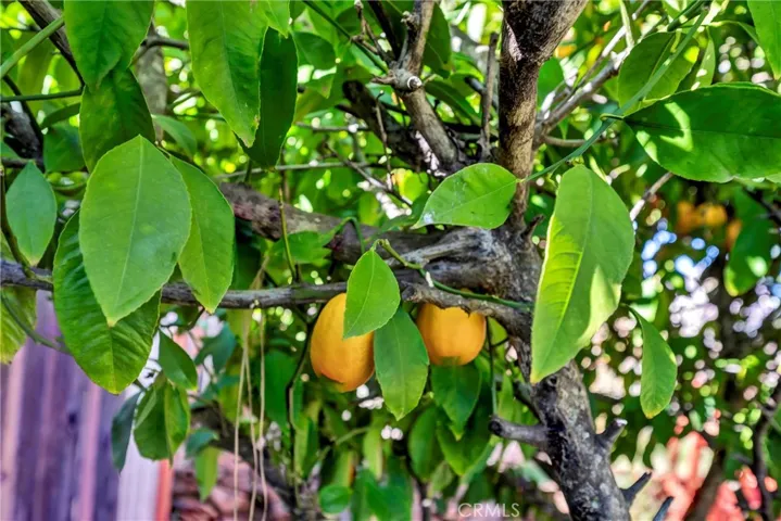 Citrus trees scent the air.