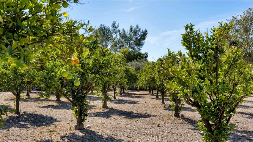 Enjoy your community orange grove. Just stop by on your way home and pick up some fresh oranges--just wait until they are ripe!