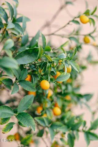 V005DAMORE_2505 Canada