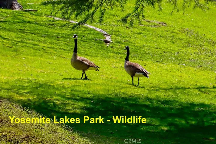 41345 Lilley Mountain R, Coarsegold, California 94614