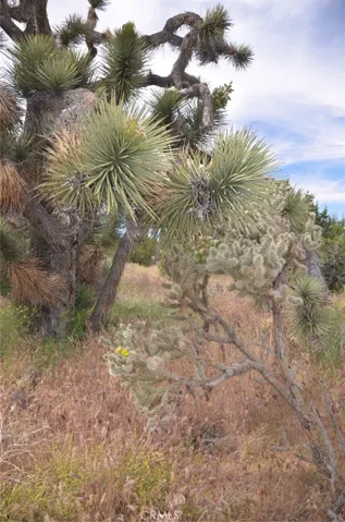 0 Longview X Old Homestead, Juniper Hills, California 93553
