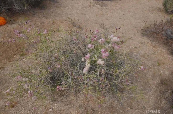 0 Longview X Old Homestead, Juniper Hills, California 93553
