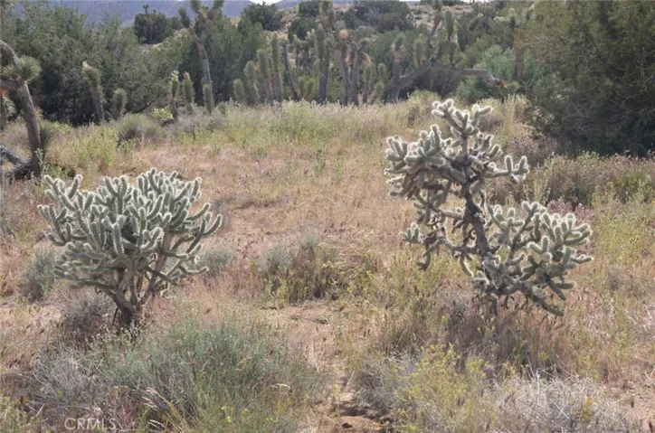 0 Longview X Old Homestead, Juniper Hills, California 93553