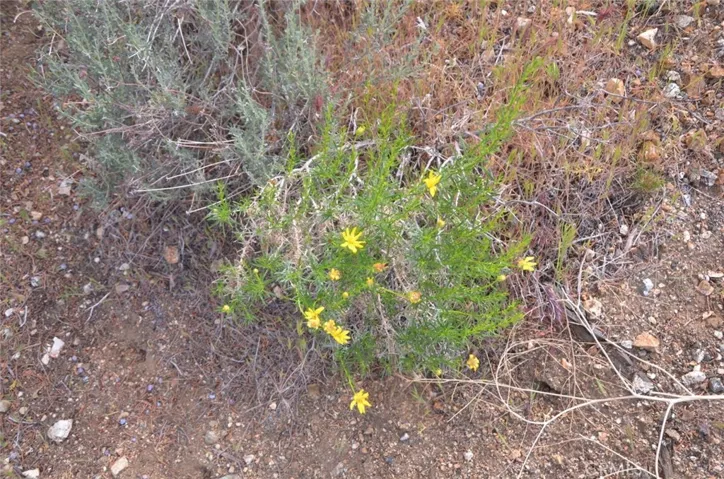 0 Longview X Old Homestead, Juniper Hills, California 93553