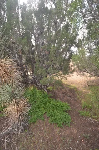0 Longview X Old Homestead, Juniper Hills, California 93553
