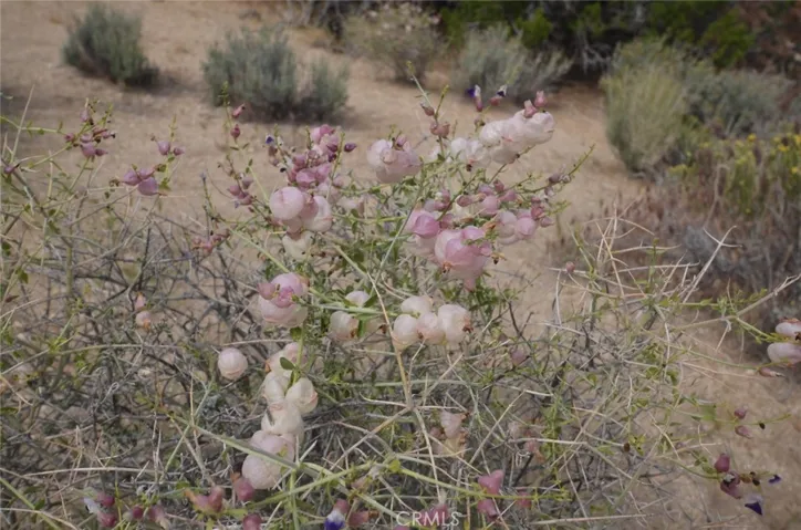 0 Longview X Old Homestead, Juniper Hills, California 93553