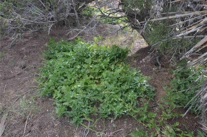 0 Longview X Old Homestead, Juniper Hills, California 93553