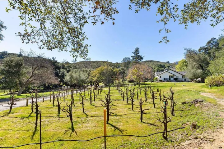 Vineyard with ADU in background