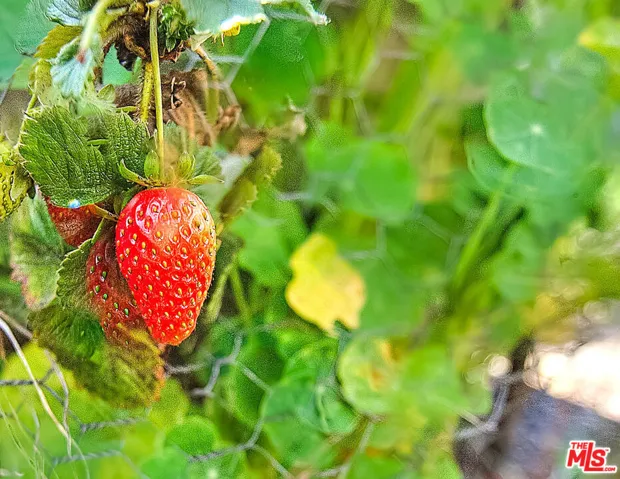 Strawberry