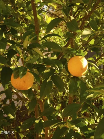 33-web-or-mls-2696 Casitas Ave by Pierre