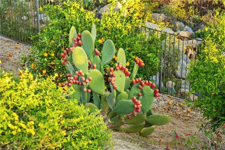 Established cactus and citrus plantings add character and color to the thoughtfully designed backyard landscape.
