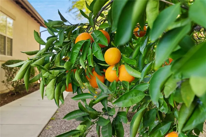 Mature citrus trees enhance the outdoor setting with vibrant greenery and edible garden appeal.