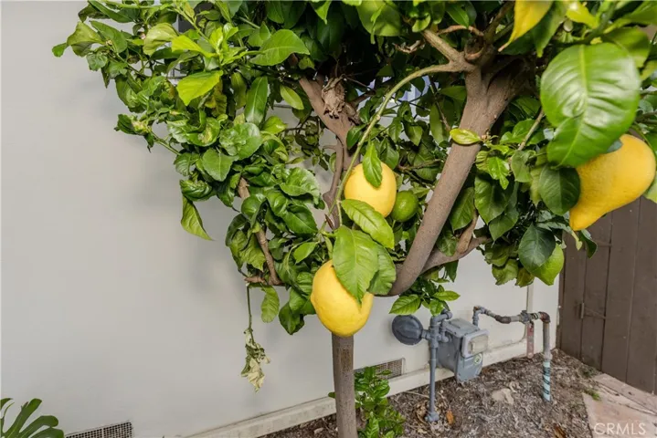 Fruit Tree