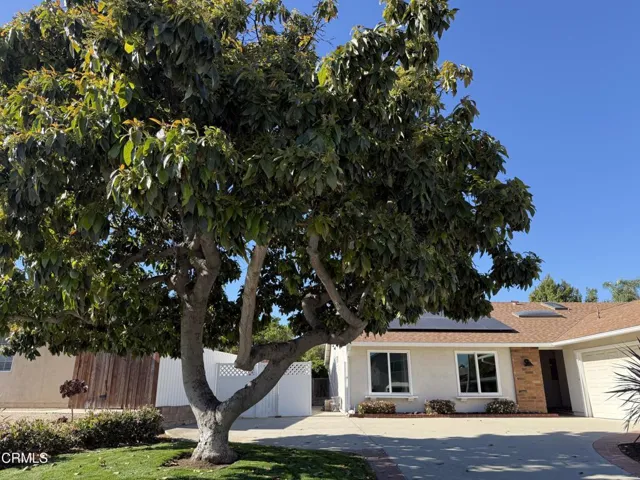 Avocado Tree