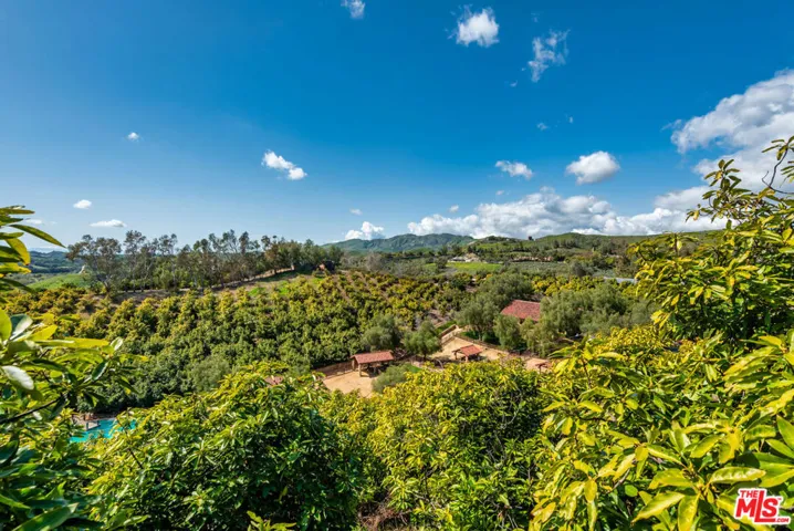 Orchard