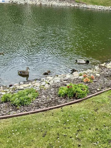 Ducks