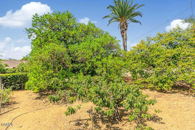 Fruit Trees