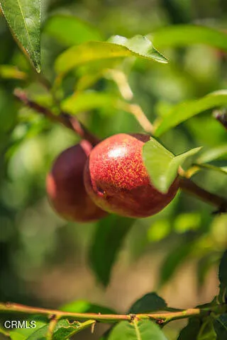 Fruit Trees