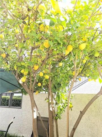 Bountiful Lemon Tree
