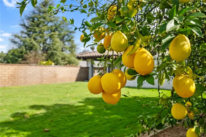 Productive lemon tree adds character and visual interest to the backyard while complementing the lush green setting. A standout feature for those who enjoy outdoor living and homegrown fruit.