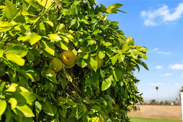 Tree adds charm and color to the backyard landscape, enhancing the outdoor setting with established fruit-bearing greenery.