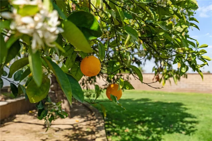 Mature orange tree adds a garden-style touch to the yard and highlights the property’s established landscaping. A distinctive outdoor feature with seasonal appeal.