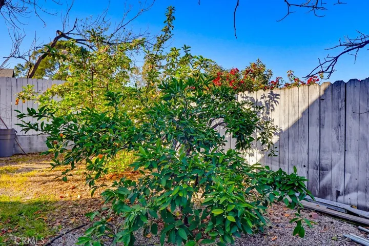 Back yard fruit trees