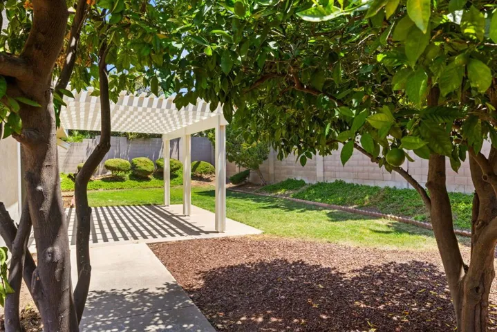 Lush Backyard