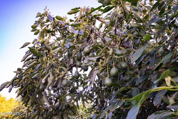 40-web-or-mls-_CK12366