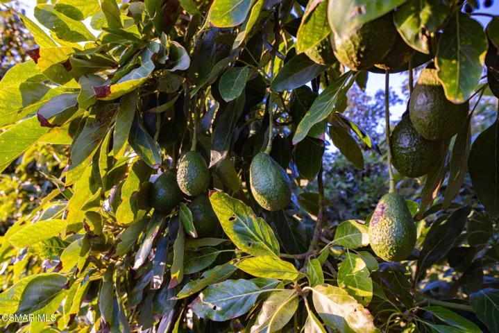 38-web-or-mls-_CK12362