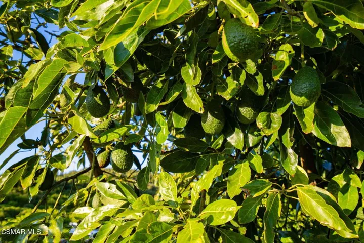 36-web-or-mls-_CK12357