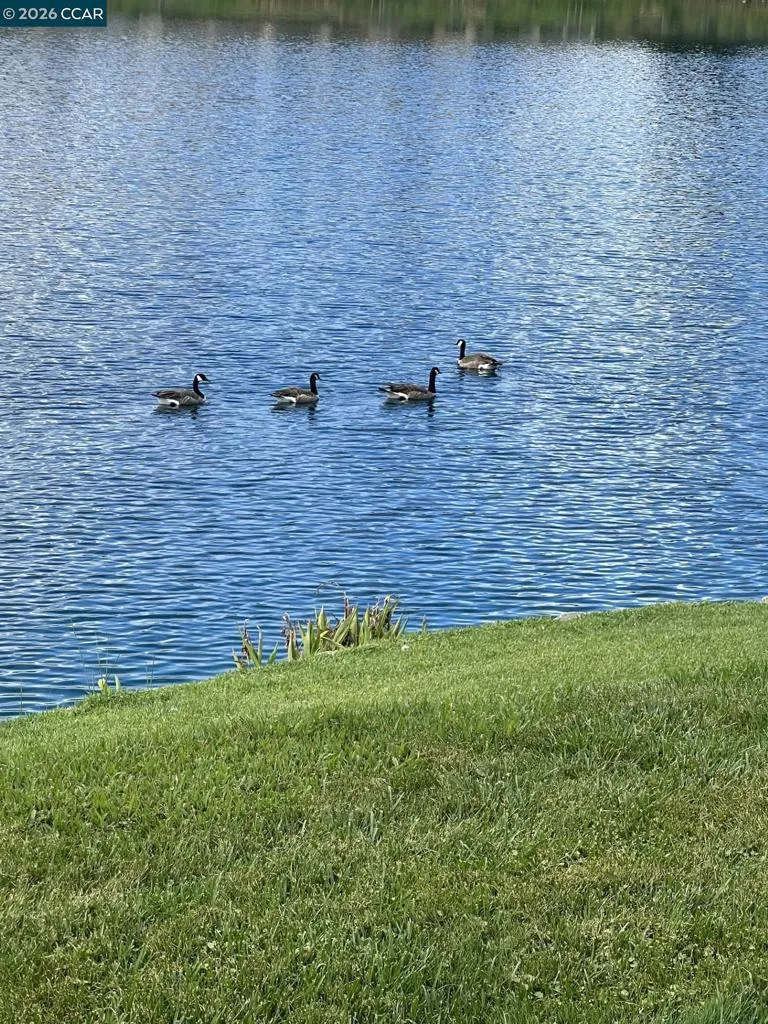 Birds love the lake!