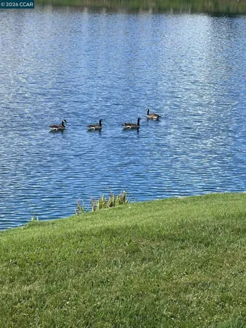 Birds love the lake!