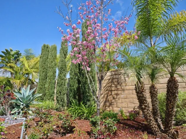 Cherry Blossoms in Backyard