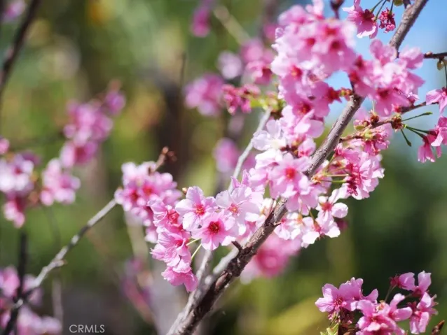 Cherry Blossoms in Backyard